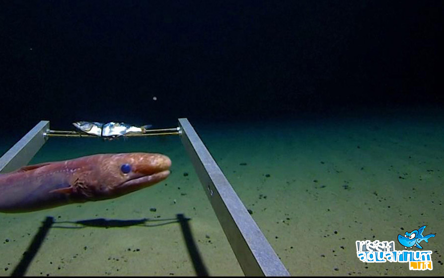Come è stata misurata la profondità della fossa delle Marianne? - Quora