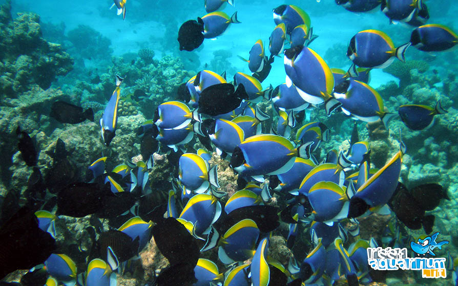 Acanthurus leucosternon