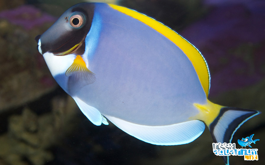 Acanthurus leucosternon