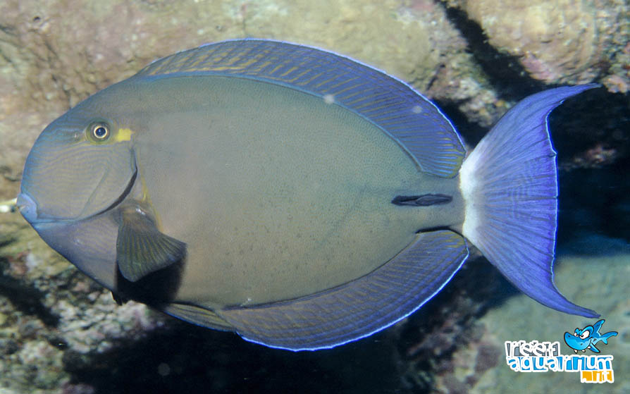 Acanthurus blochii