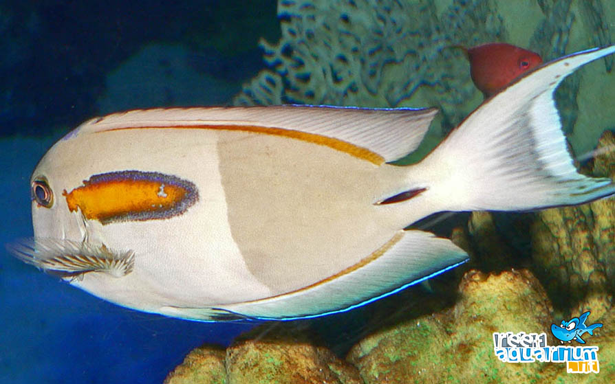 Acanthurus olivaceus