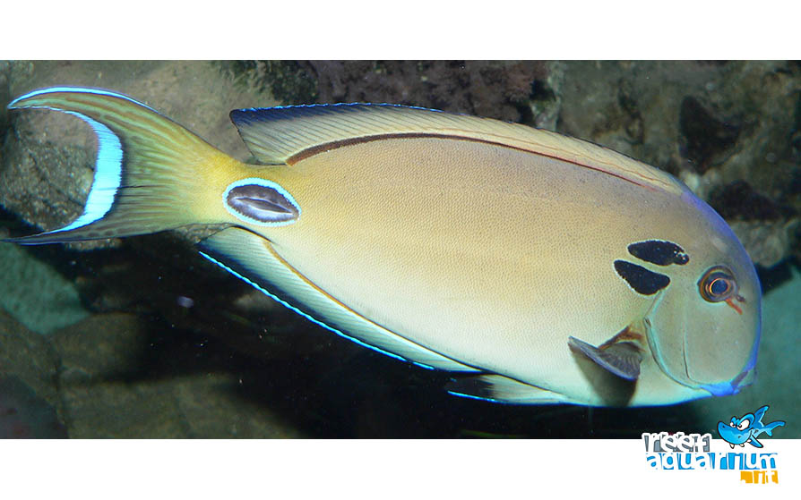 Acanthurus tennenti