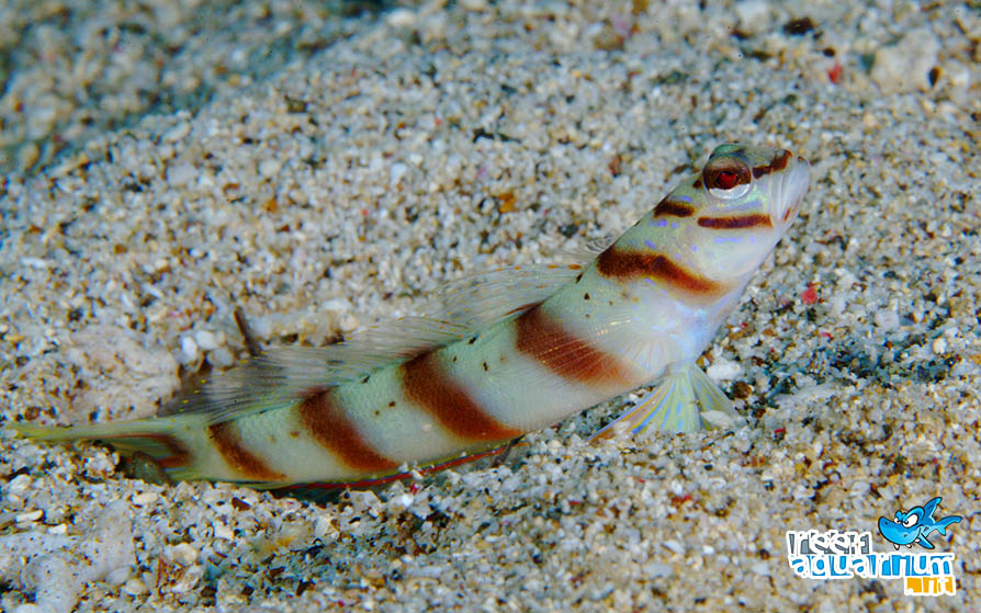 Photo of Amblyeleotris diagonalis