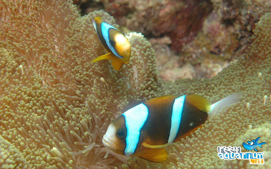 Amphiprion akindynos