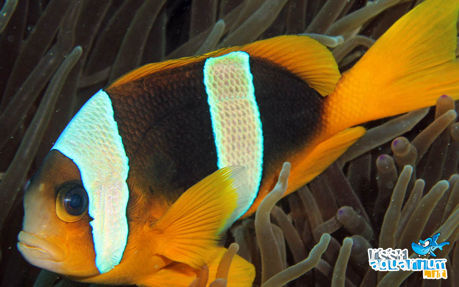 Amphiprion latifasciatus