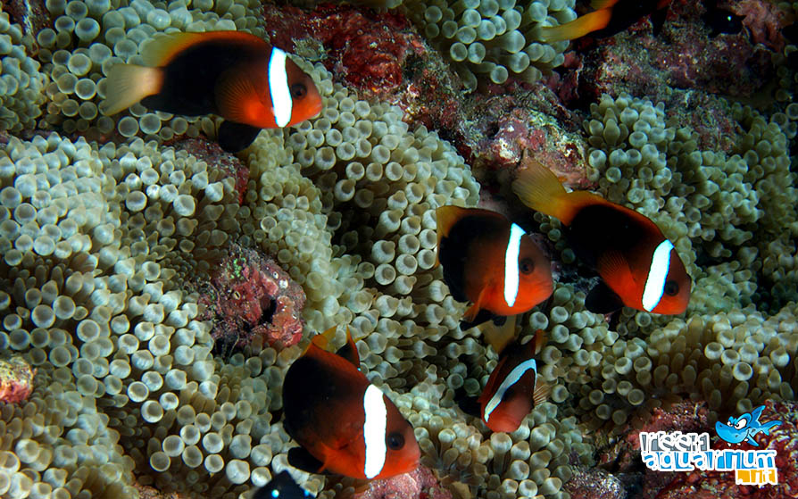 Amphiprion melanopus